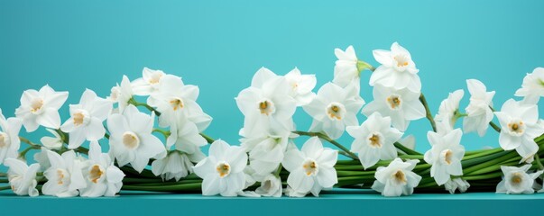 Bouquet of white narcissus on a turquoise colored backdrop isolated pastel background 