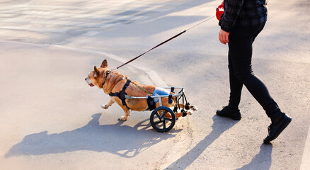 Crop owner walking with handicapped dog