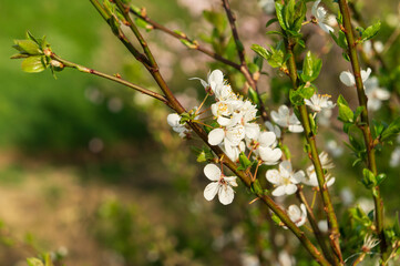 apple blooms on branch