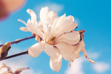 white magnolia flower against blue sky