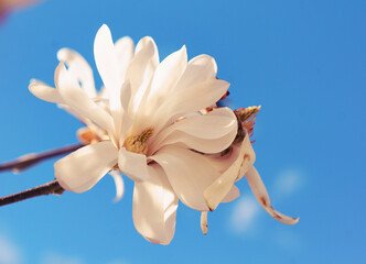 white magnolia flower against blue sky