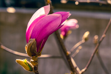 blooming purple Magnolia flower in spring