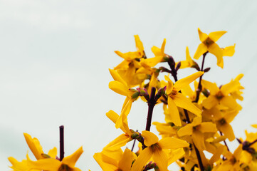 yellow forsythia flowers blooming