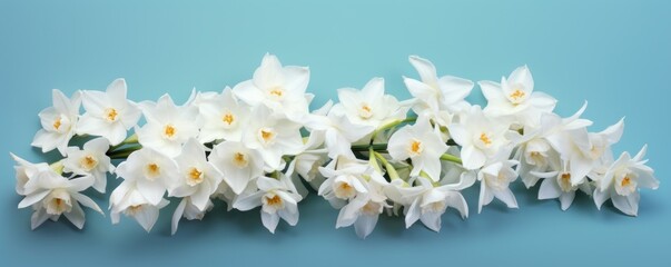 Bouquet of white narcissus on an ebony colored backdrop isolated pastel background