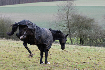 Ein schwarzes Pferd tobt über eine Wiese im Kalletal mit einer Winter outdoor Decke eingedeckt