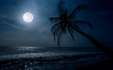 palm tree and moon