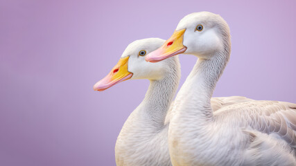 Two white geese isolated on purple background