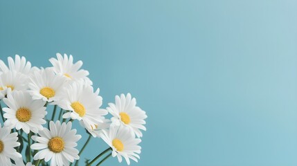 White daisies on a blue background, copy space.