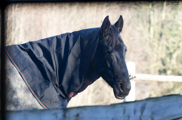 Hannoveraner Warmblutpferd chillt im Winter in der Sonne