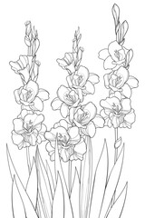Bunch with Gladiolus or sword lily flower, bud and leaf in black isolated on white background. 