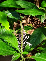 Beautiful purple wildflowers blooming