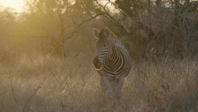 Zebra in the sunset
