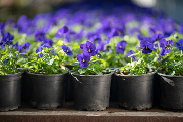 Blooming deep blue pansy viola flower in plastic pot in garden center, selective focus....