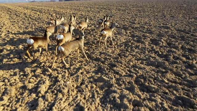 Herd of Roe Deer runing on fields. Deers are dangerous pests for young seedlings. Drone flight over wild animals. Wildlife from above. Aerial safari in Central Europe. 