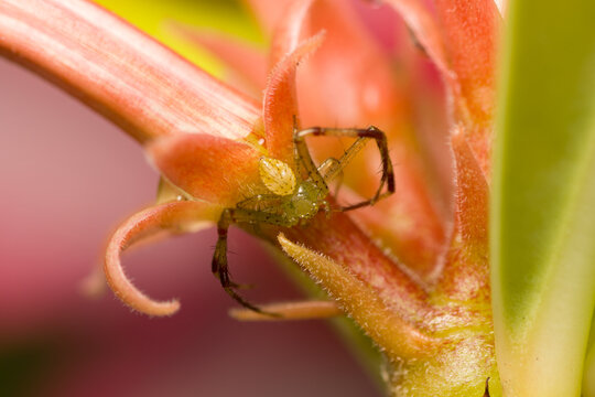Araña cangrejo Misumena varia araña flor del desierto fotografía macro