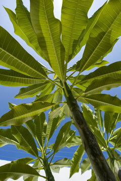 plumeara ruba planta flor de mayo Sacnict&eacute; toma nadir, cielo azul hojas verdes, esperanza