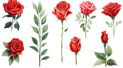 Watercolor elements red roses on a white background