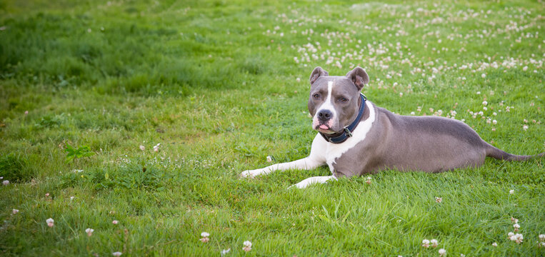 male blue brindle American Staffordshire Terrier dog or AmStaff closeup on nature, the dog happily sticks out its pink tongue and sits enjoying a walk, High quality photo