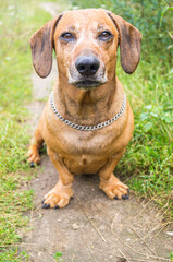 brown happy dachshund walking in the nature