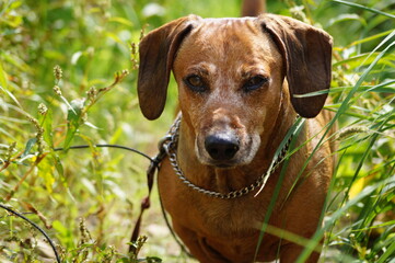 brown happy dachshund walking in the nature