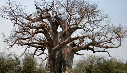 Giant baobab on the african sabana 