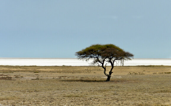 Isolated tree on the african sabana