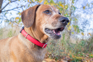brown happy dachshund walking in the nature