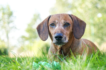 brown happy dachshund walking in the nature