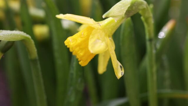 Daffodil flowers with water drops in garden