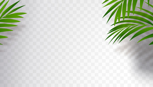 Leaves shadow silhouette,Abstract Branches Palm leaf shadow reflection,Tropical Leaf element for overlay on Mockup Product Presentation,Good for Spring, Summer,Winter,Autumn banner