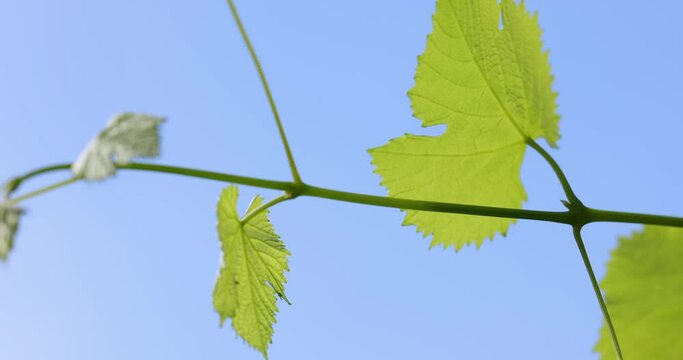 Slow motion video of young green grape leaves on the branch