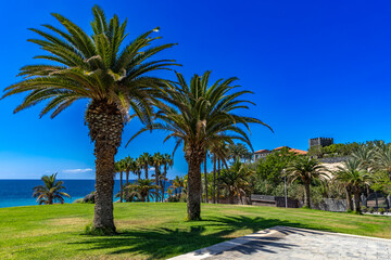 Fototapeta na wymiar Beach del Duque palm tree on the beach on the Atlantic Ocean wild Tenerife