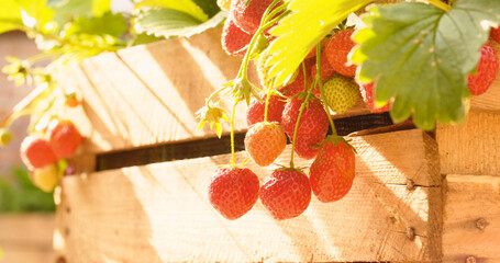 Closeup shot of fresh organic strawberries in a sunny garden. - 707863998