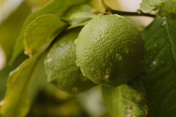 Green Lemon Fruit on a Tree Branch - 707865771