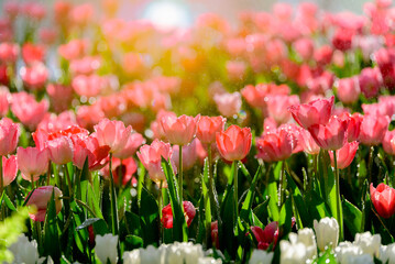 Pink tulips in sunlight, close up of tulip flowers in flower garden, tulips with water drop and...