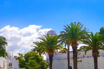 Plaza de Santa Catalina with palms and the Iglesia de Santa Catalina, Conil de la Frontera, Costa...