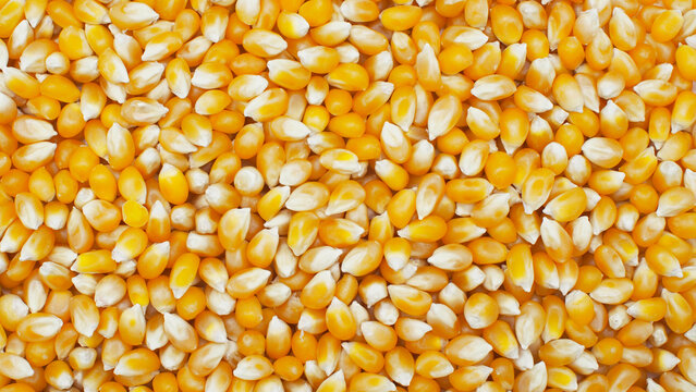 texture Background of dry corn grains. Popcorn maize background