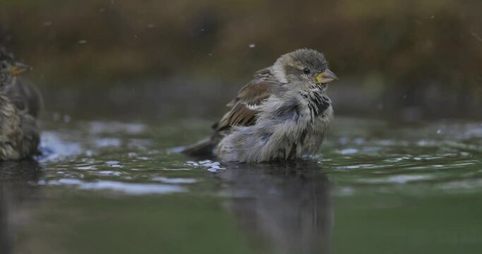 House Sparrow, male bathes in the water of a bird watering hole. He sprays water. 