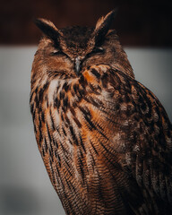 European Eagle Owl