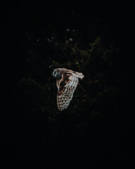Western Barn Owl in Flight