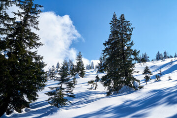 The snow-covered spruces on a mountain slope in the Giant Mountains
