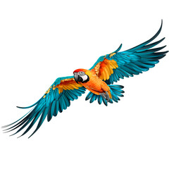 Drawing of parrot gliding with outstretched wings, on transparent background