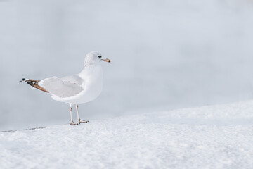 seagull on the snow