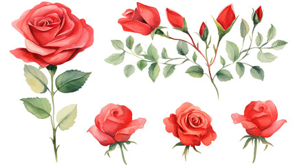 Watercolor elements red roses on a white background