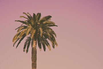 Palm Tree with retro look background
