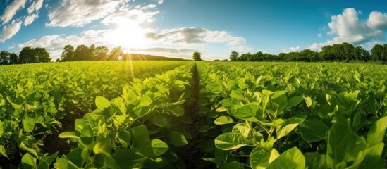 Georgia State Agriculture creates a healthy green field full of good food soy beans - obrazy, fototapety, plakaty