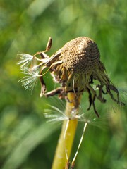 Macro photo of a seedless dandelion.