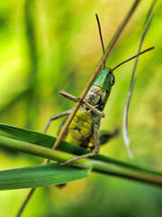 Grasshopper on a blade of grass in the nature.