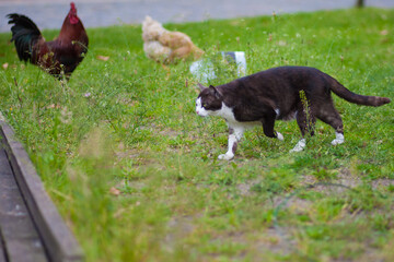 This photograph captures a slice of rustic life, showcasing a confident cat moving gracefully through a farmyard with chickens in the background. The cat, with its sleek brown and white coat, appears