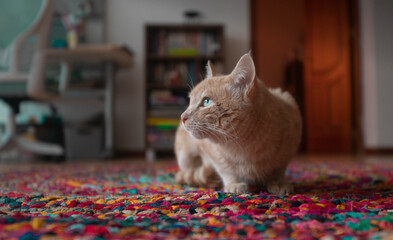 tangerine-colored cat lying on a multi-colored rug, facing left against an out-of-focus background of furniture
